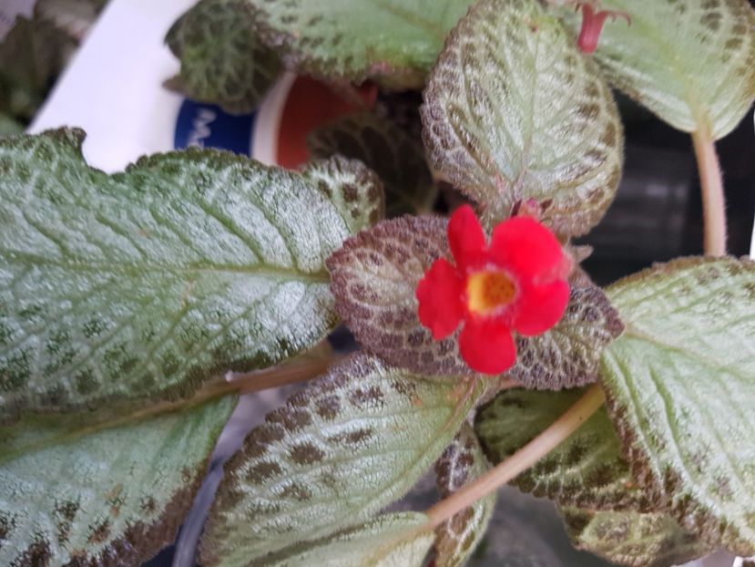 Silver Sheen - EPISCIA