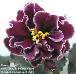 Powder Keg - Violete