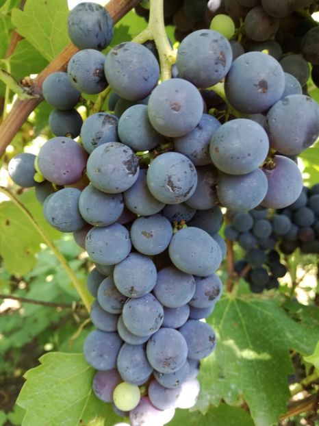 Muscat bleu - O ALTA PASIUNE