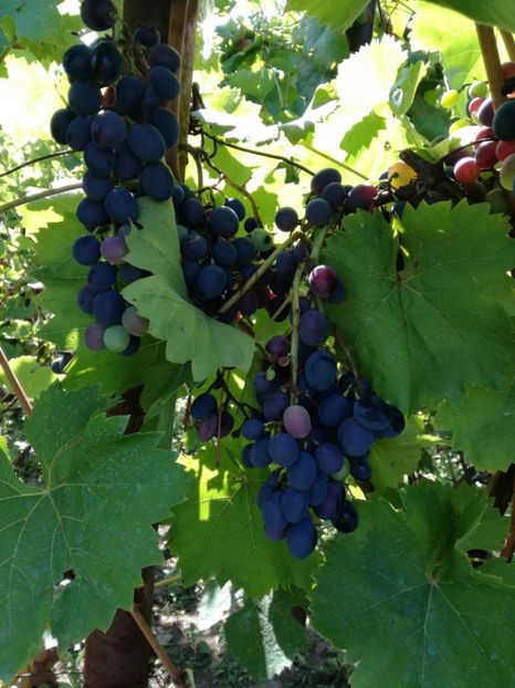 Muscat hamburg - O ALTA PASIUNE