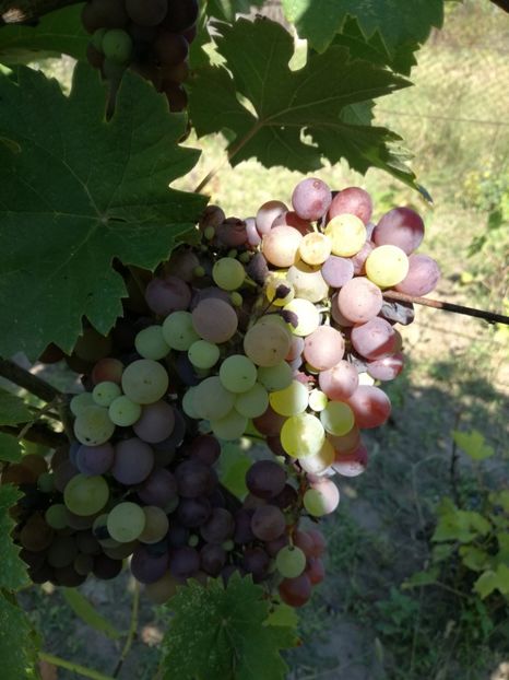 Rosioara de dabuleni - O ALTA PASIUNE