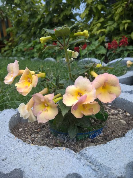  - Yellow English Rose