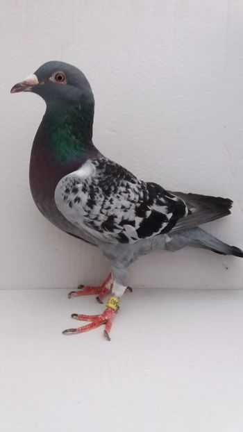 M 2019 vandut - De vanzare voiajori 2