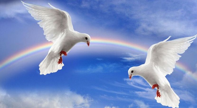 Doves - - B - Ni Hao !