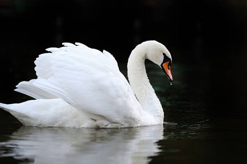 Swan - Ni Hao !