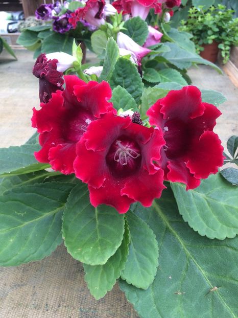 18.08.1020 - Provizoriu- Frumuseți