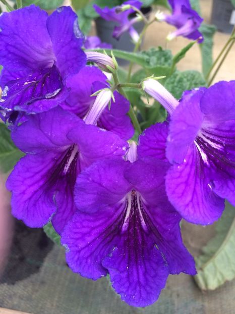 18.08.2020 - Provizoriu- Frumuseți