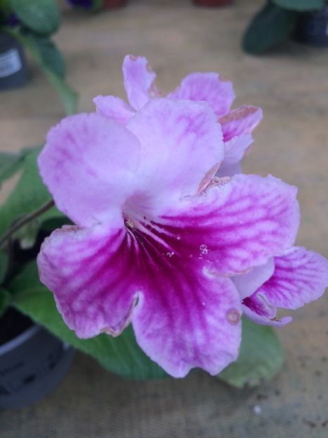 18.08.2020 - Provizoriu- Frumuseți