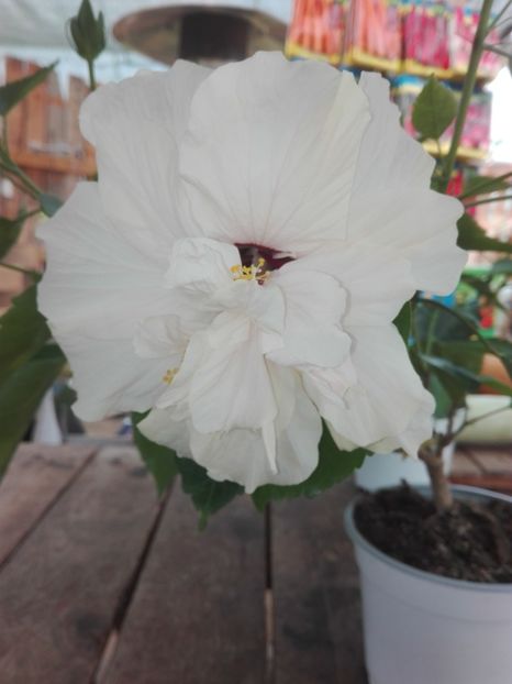  - Hibiscus alb dublu