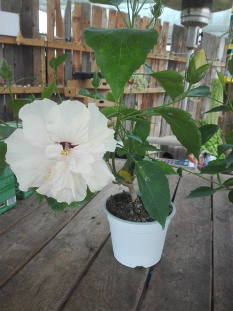  - Hibiscus alb dublu