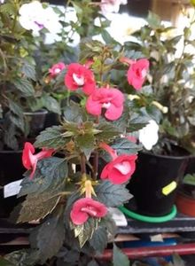 2020 - 001 2021 - Desiree