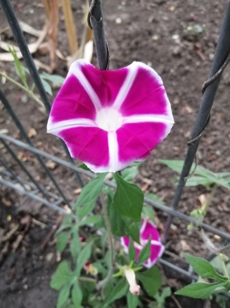  - Frumuseti la casa parinteasca