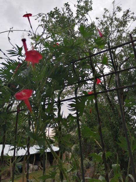  - Frumuseti la casa parinteasca