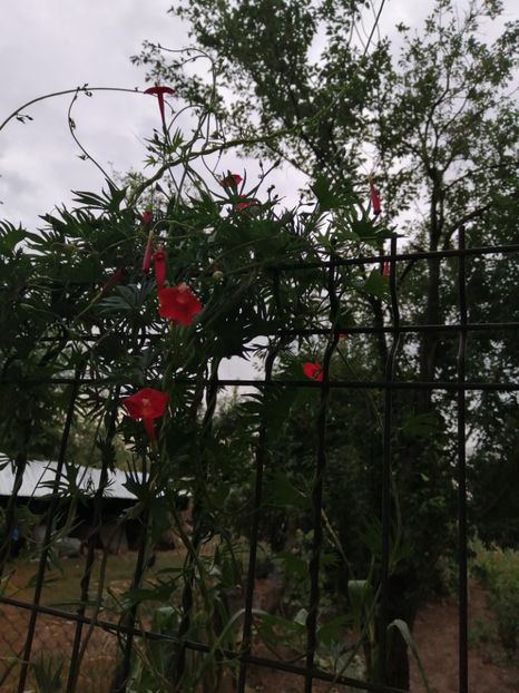  - Frumuseti la casa parinteasca