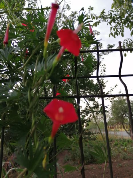  - Frumuseti la casa parinteasca