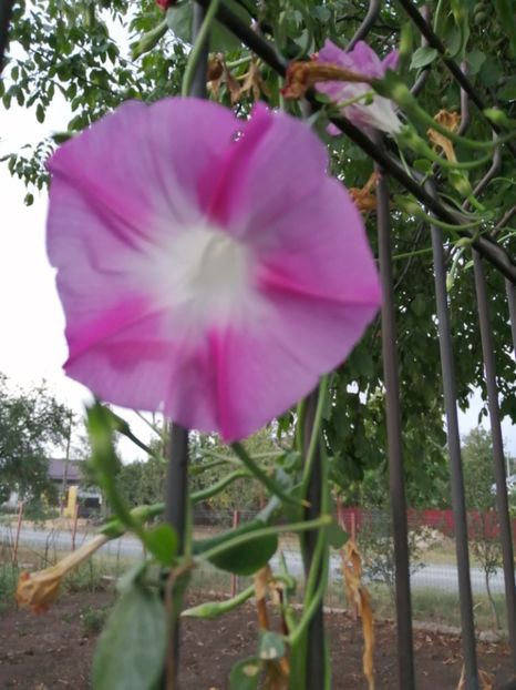  - Frumuseti la casa parinteasca