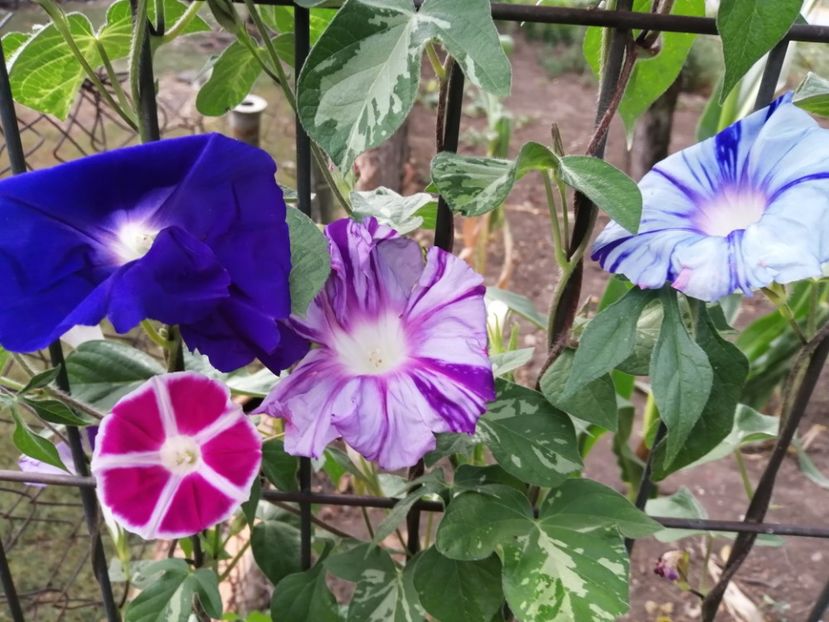  - Frumuseti la casa parinteasca