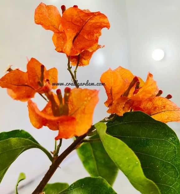  - Bougainvillea 2020