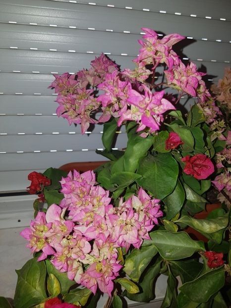  - Bougainvillea 2020
