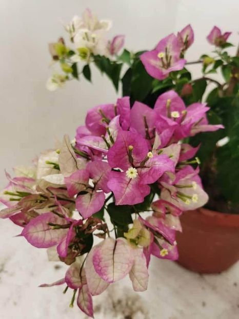  - Bougainvillea 2020