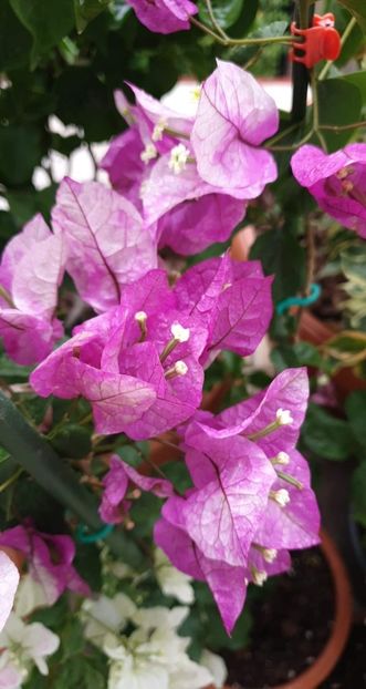 received_1179985195697830 - Bougainvillea 2020