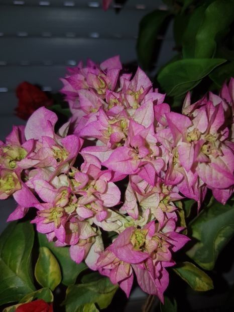  - Bougainvillea 2020
