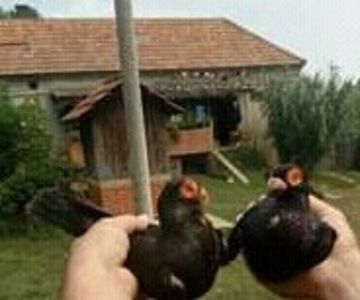  - Frumusetile naturii