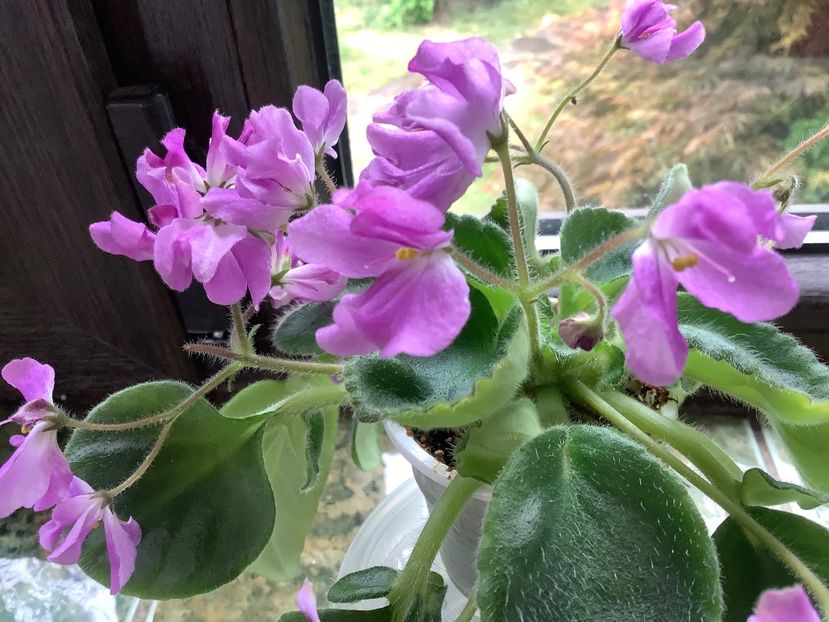 5A9CCCF9-7500-4073-A0CC-0680FCE7EE51 - Imp s Lil Deathcap