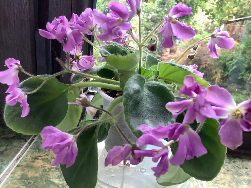 F4F6A1F5-2174-4338-AEA4-D9B74C07B2CD - Imp s Lil Deathcap