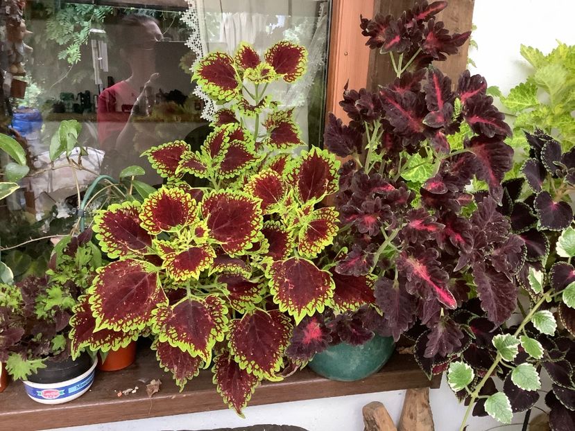  - Coleus Urzicuță