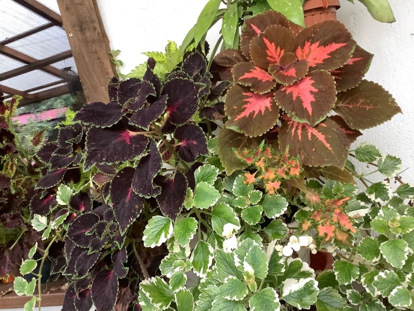  - Coleus Urzicuță