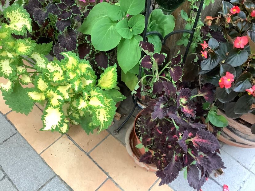  - Coleus Urzicuță