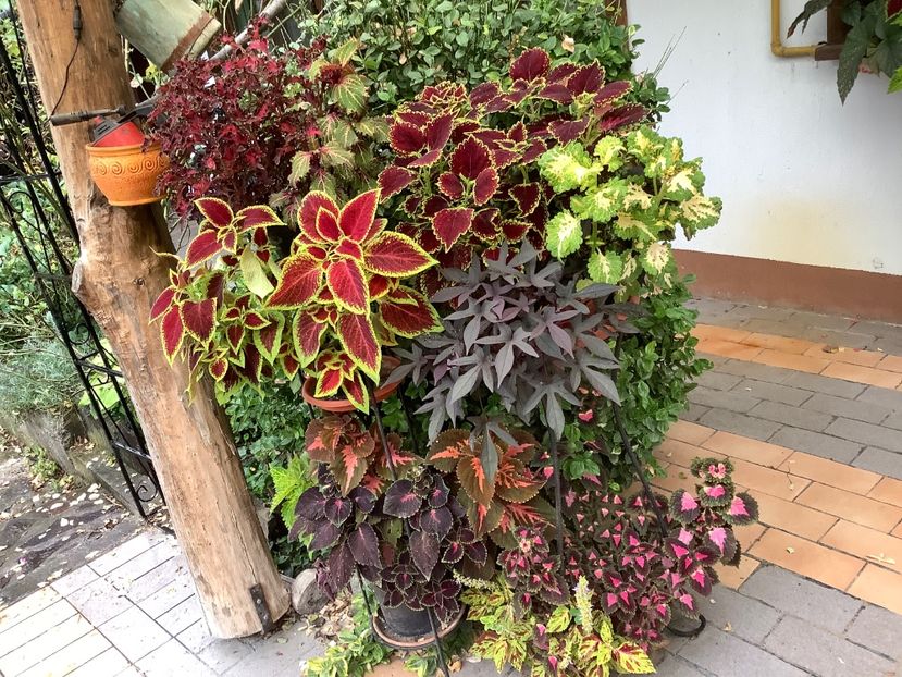  - Coleus Urzicuță