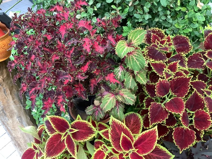  - Coleus Urzicuță