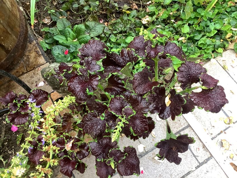  - Coleus Urzicuță