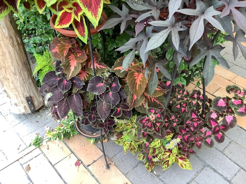  - Coleus Urzicuță