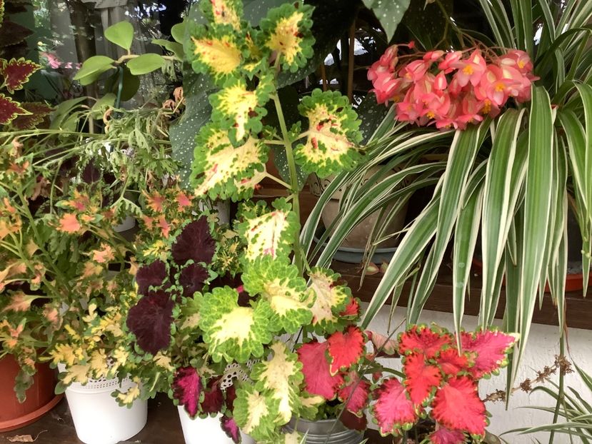  - Coleus Urzicuță