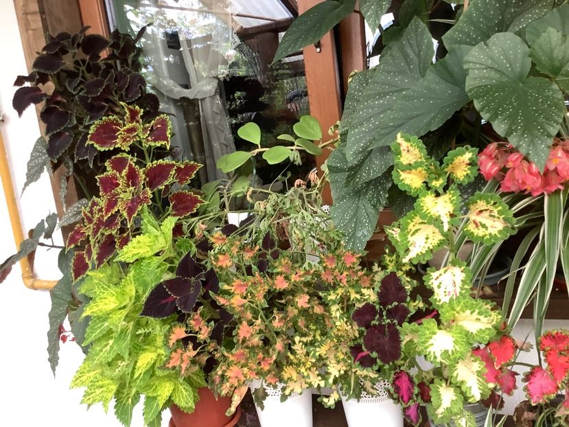  - Coleus Urzicuță