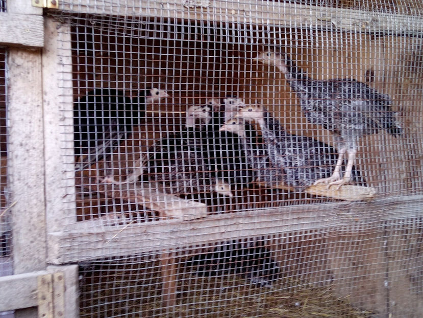  - 2020 curci romanesti