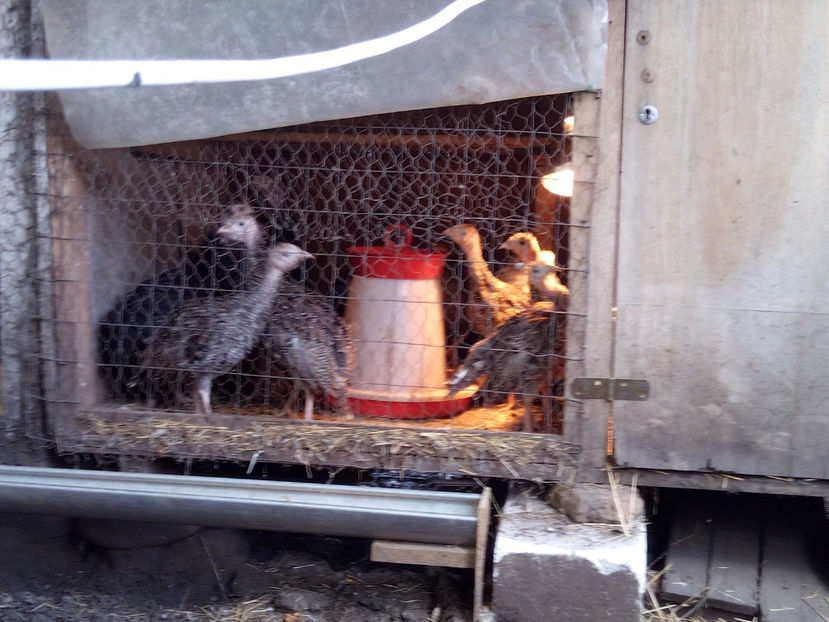  - 2020 curci romanesti