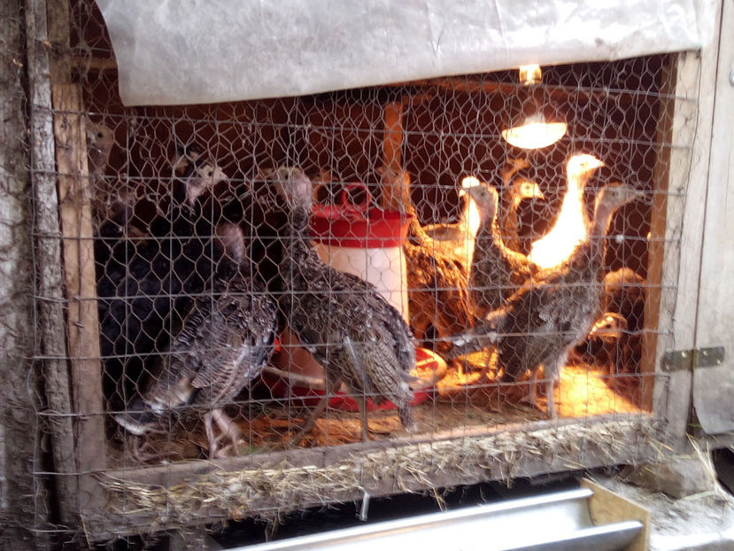 iunie 2020 prima serie, adapost nr. 2 - 2020 curci romanesti