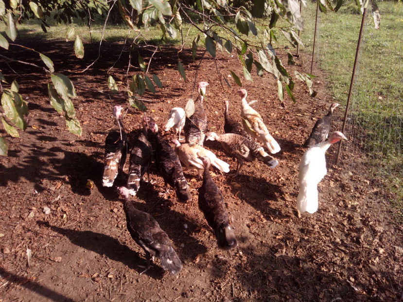  - 2020 curci romanesti