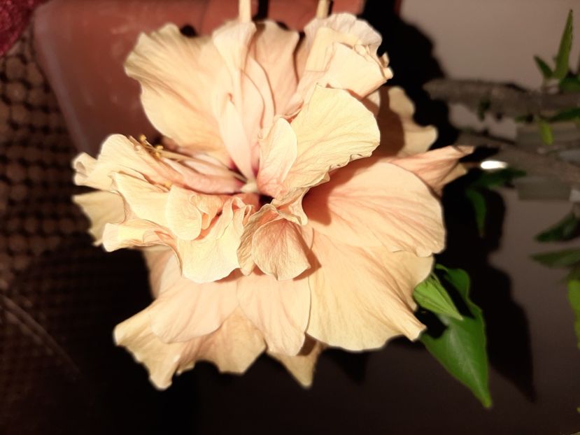  - Florile mele în august 2020