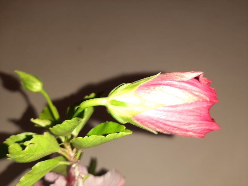  - Florile mele în august 2020