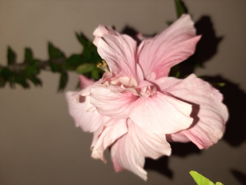  - Florile mele în august 2020