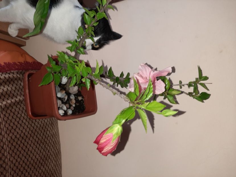  - Florile mele în august 2020