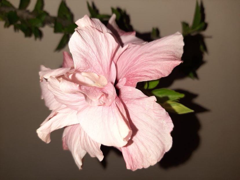  - Florile mele în august 2020