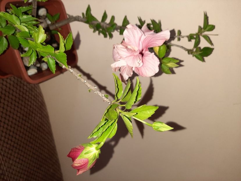  - Florile mele în august 2020