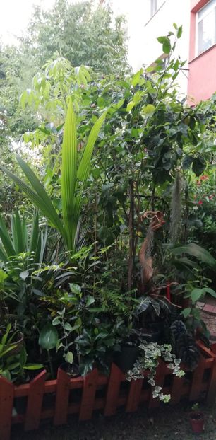  - Grădinița tropicala de la bloc 2020