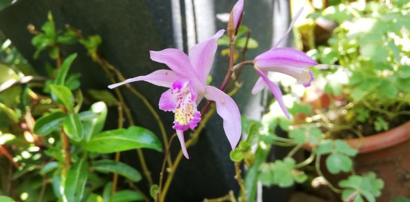  - Grădinița tropicala de la bloc 2020